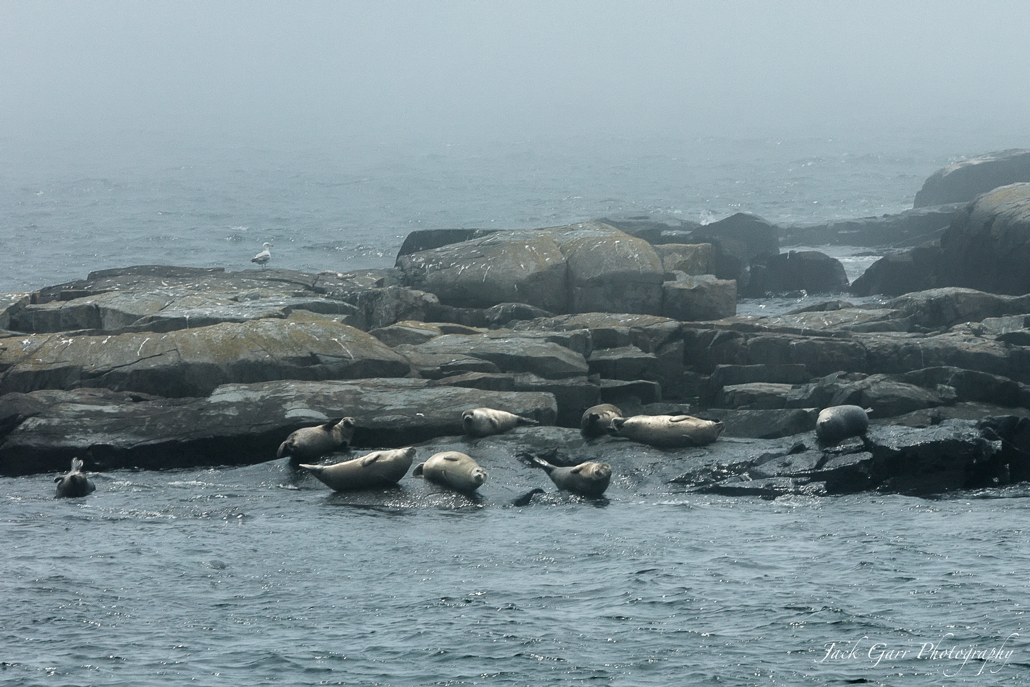 Canon EF 70-200mm F2.8L IS USM sample photo. Seals on egg rock island on a foggy day photography