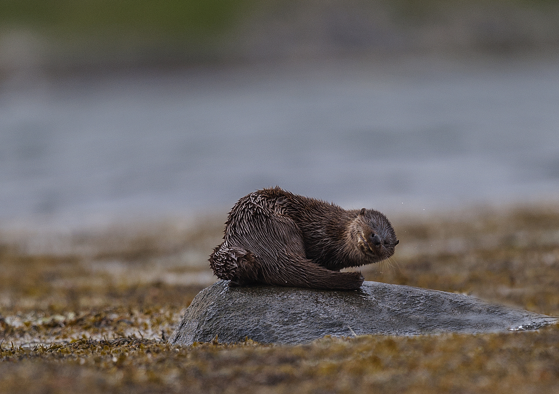 Nikon D700 + Nikon AF-S Nikkor 500mm F4G ED VR sample photo. Chilled! photography