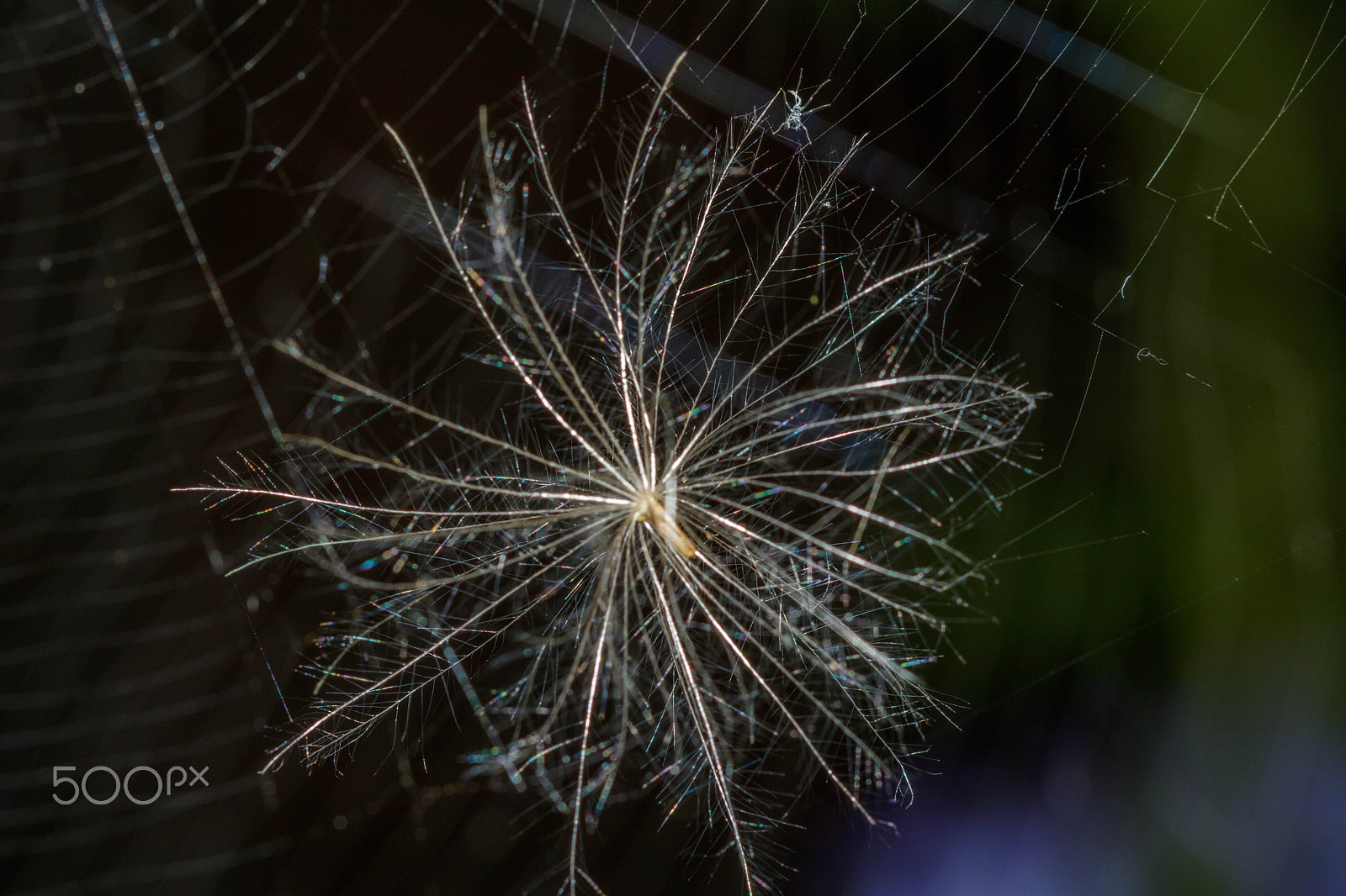 Canon EF 100mm F2.8 Macro USM sample photo. How do i eat this photography
