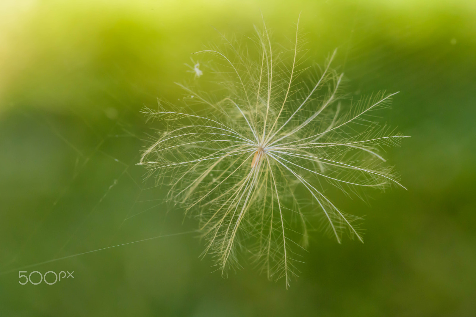 Canon EF 100mm F2.8 Macro USM sample photo. Help photography