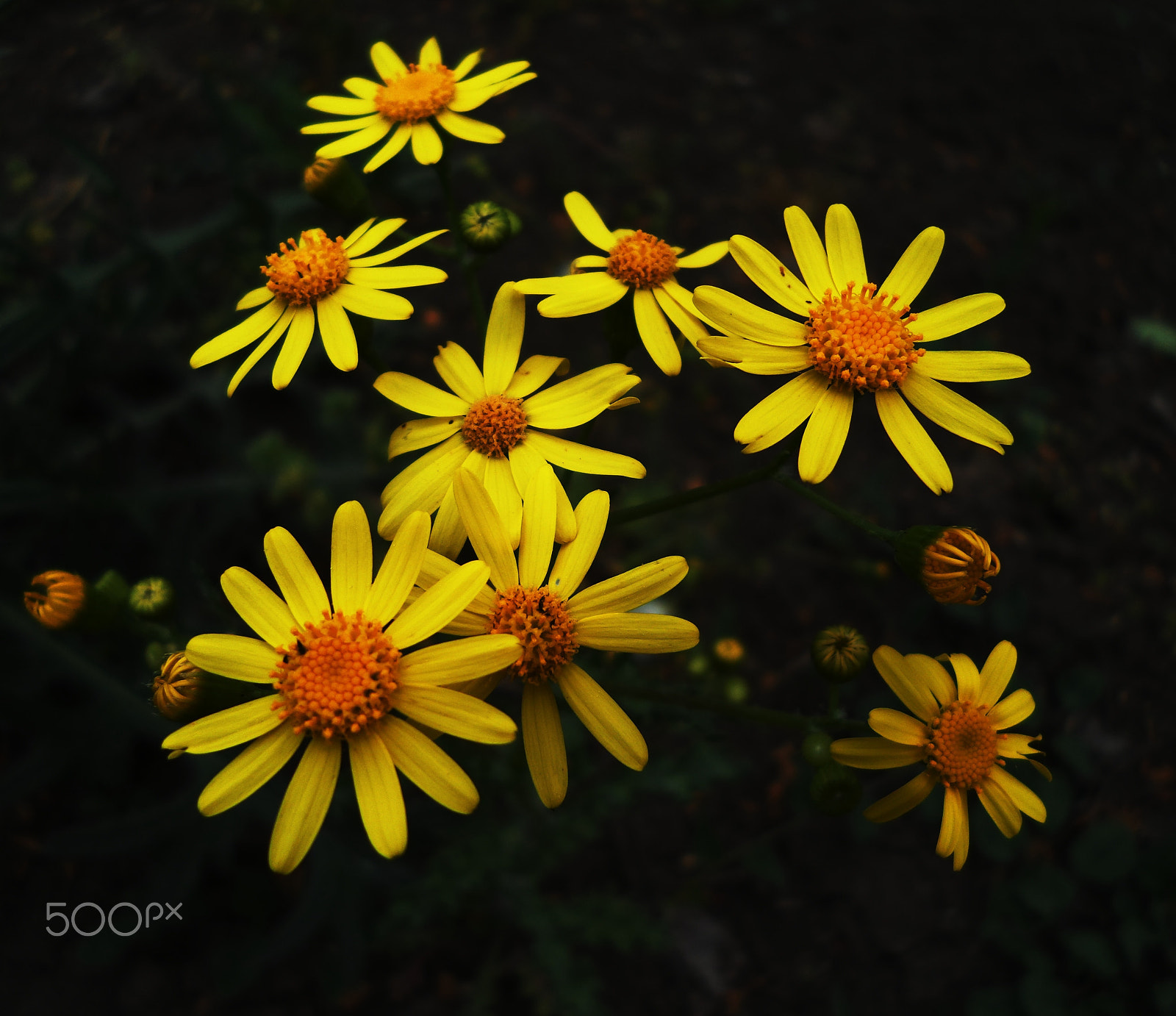Samsung DV300 / DV300F / DV305F sample photo. Yellow photography