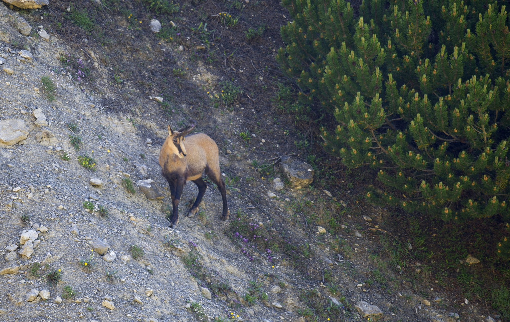 Nikon D3S + Nikon AF-S Nikkor 500mm F4G ED VR sample photo. Chamois female in july photography