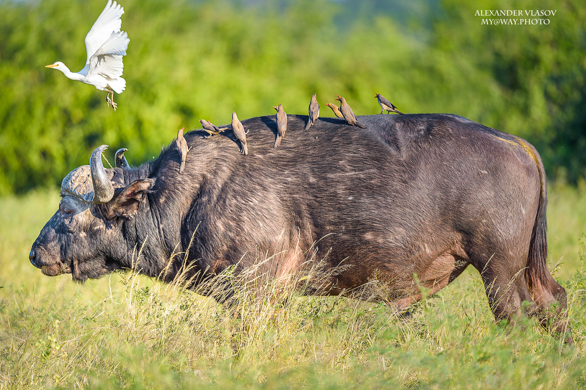 Nikon AF-S Nikkor 500mm F4E FL ED VR sample photo. Buffalo and birds photography