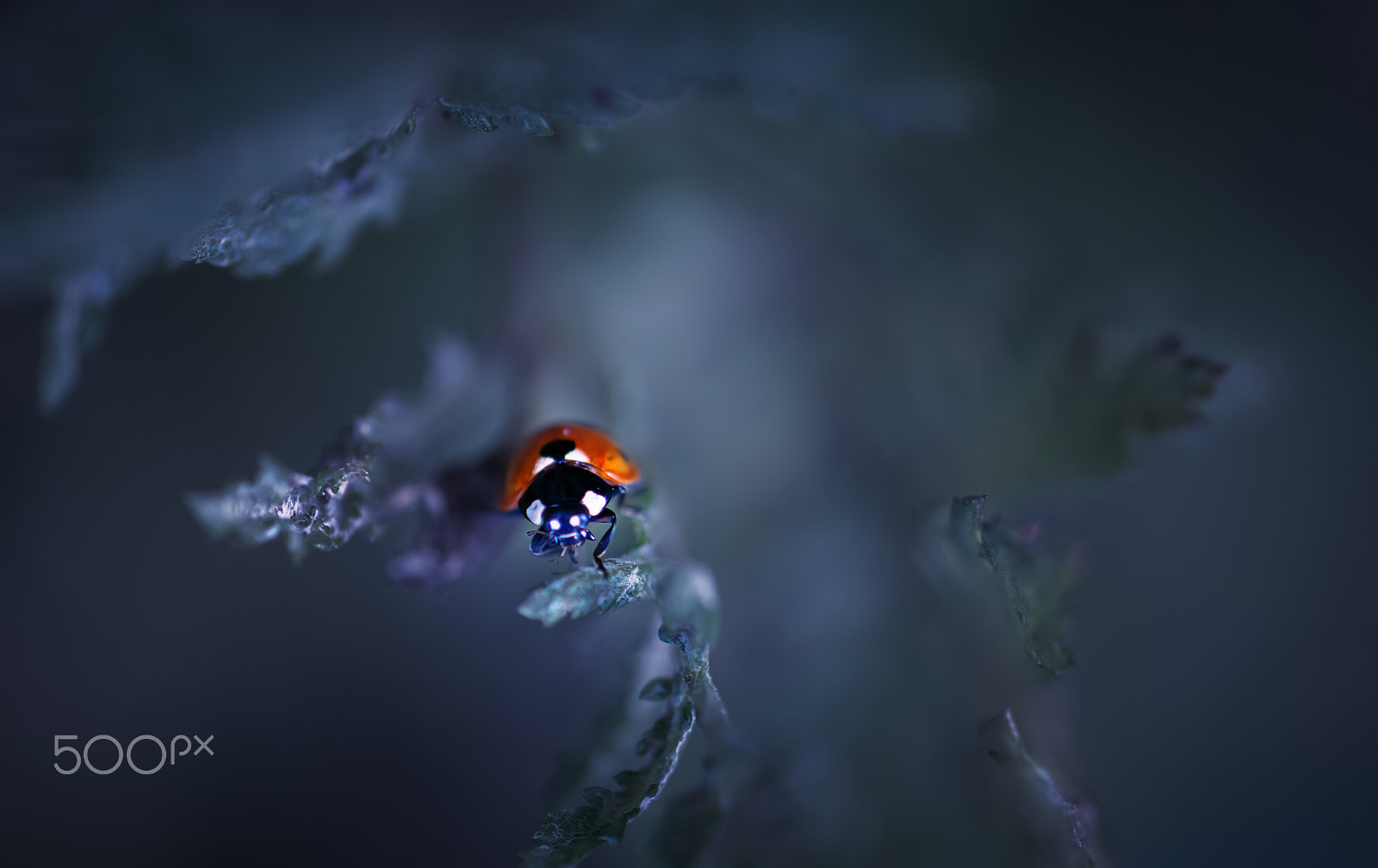 Samsung NX30 + Samsung NX 60mm F2.8 Macro ED OIS SSA sample photo. My catch photography