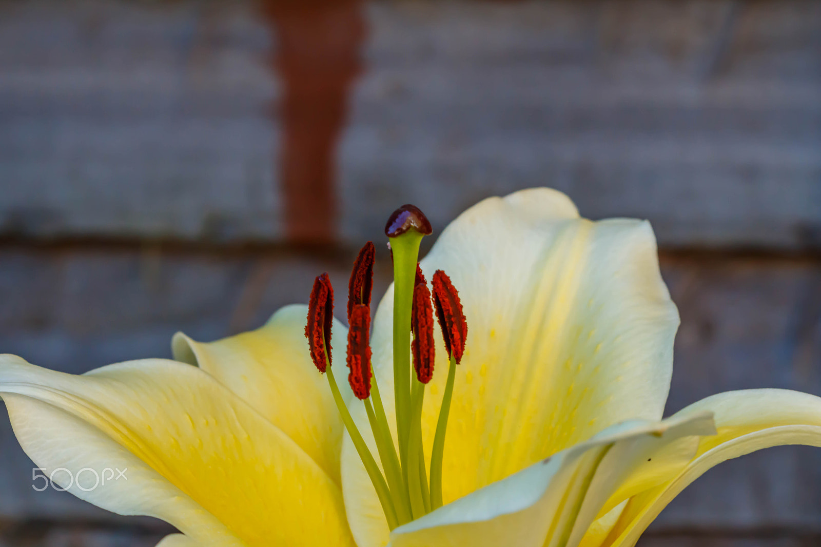 Canon EF 100mm F2.8 Macro USM sample photo. Yellow lilly photography