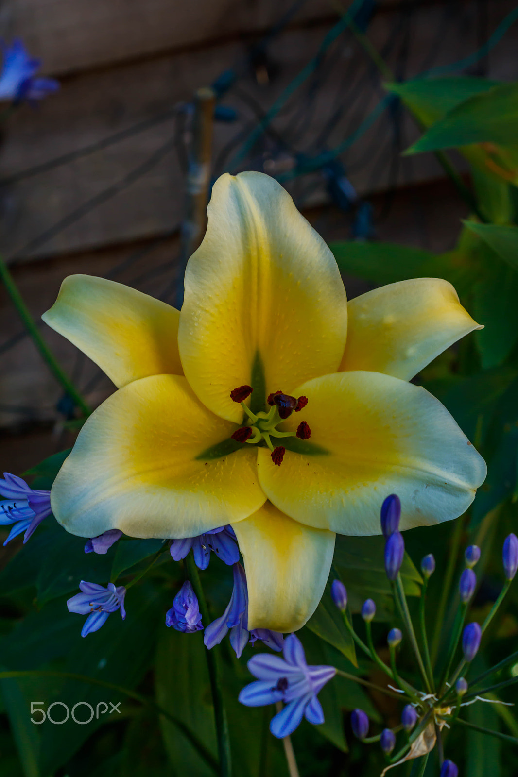 Canon EF 100mm F2.8 Macro USM sample photo. Surrounded by blue photography