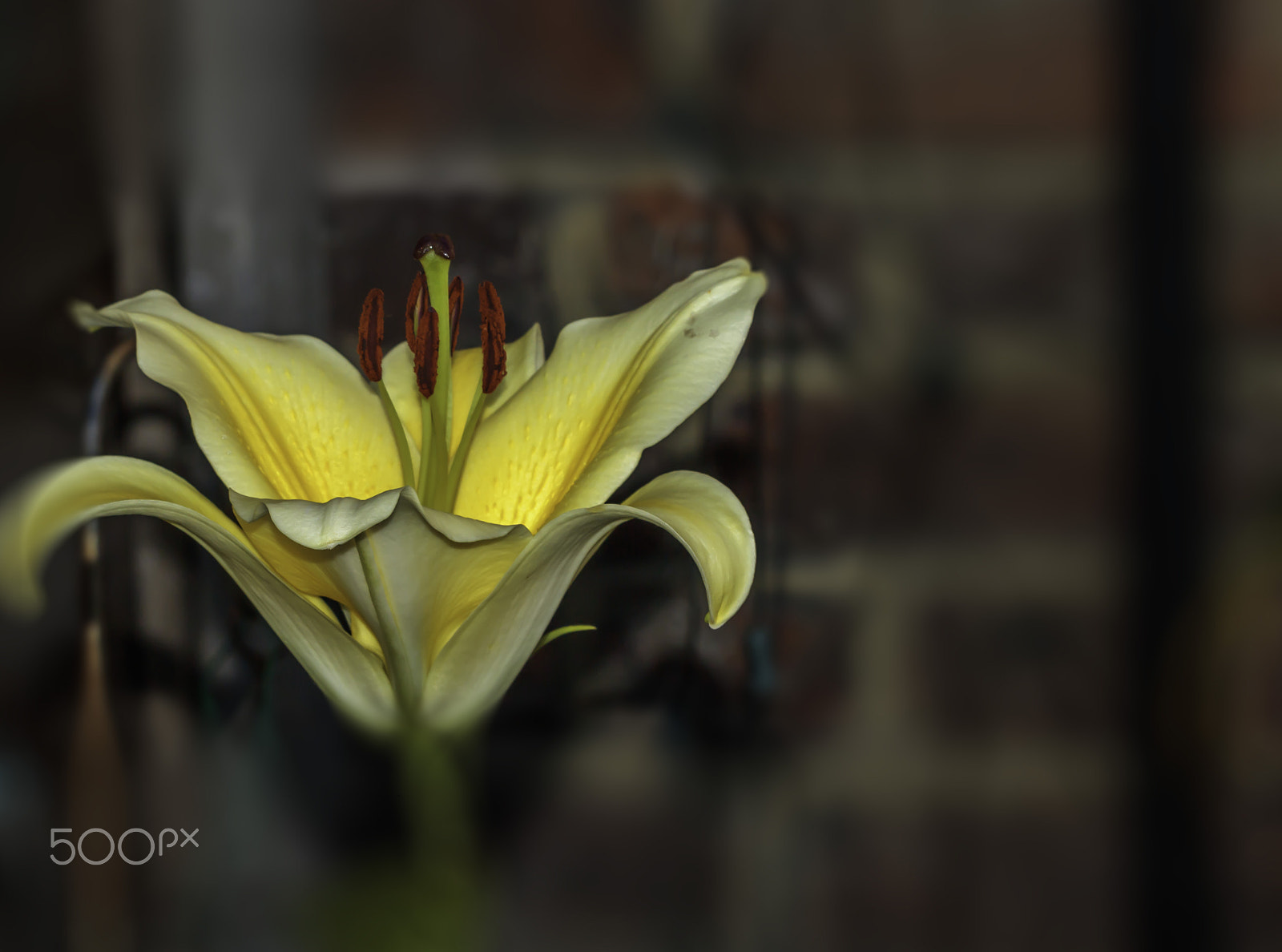 Canon EF 100mm F2.8 Macro USM sample photo. Just blur photography