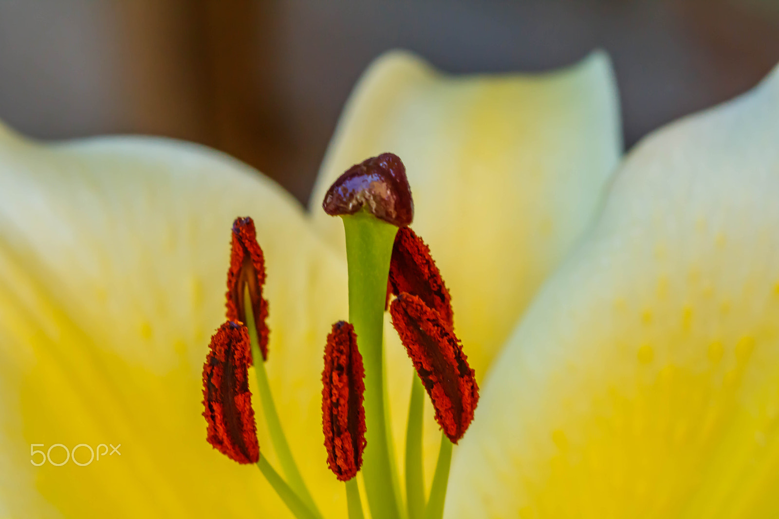 Canon EF 100mm F2.8 Macro USM sample photo. Red beauty in yellow photography