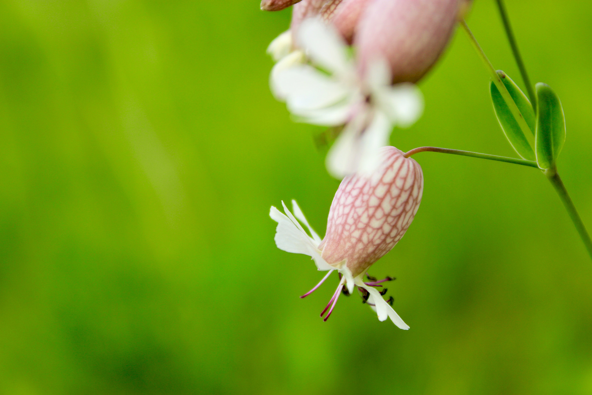 Canon EF-S 18-55mm F3.5-5.6 III sample photo. Wild flower photography