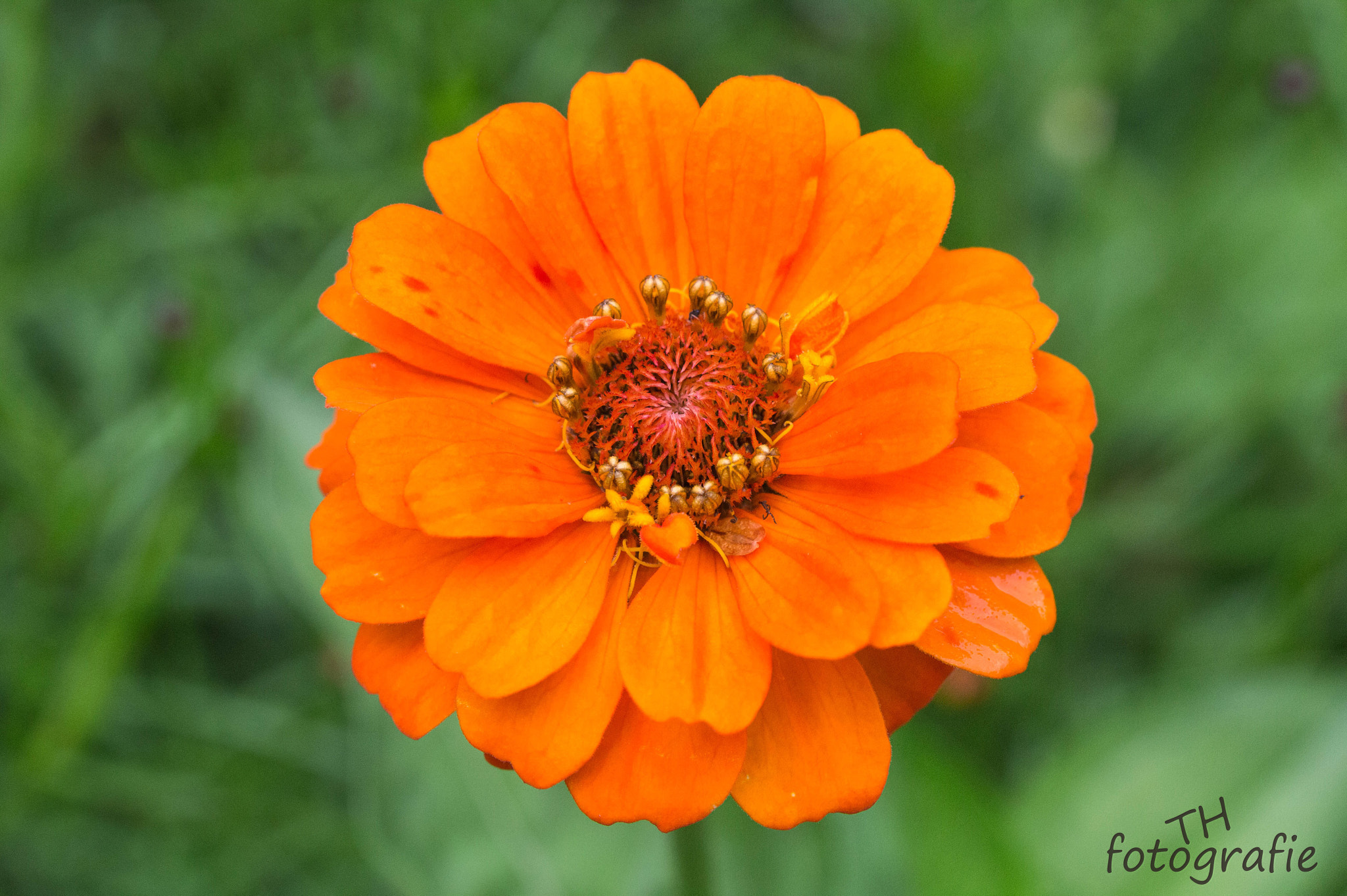 Tamron SP AF 60mm F2 Di II LD IF Macro sample photo. Flower macro photography