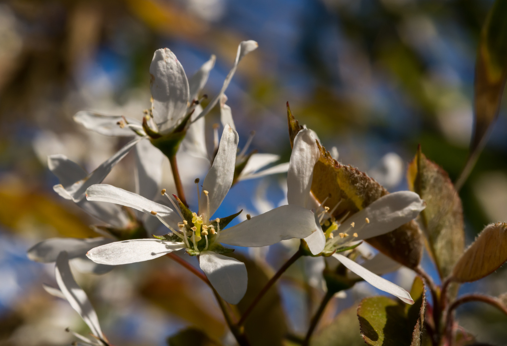 Nikon D7100 + AF Micro-Nikkor 60mm f/2.8 sample photo. Spring really has arrived. photography