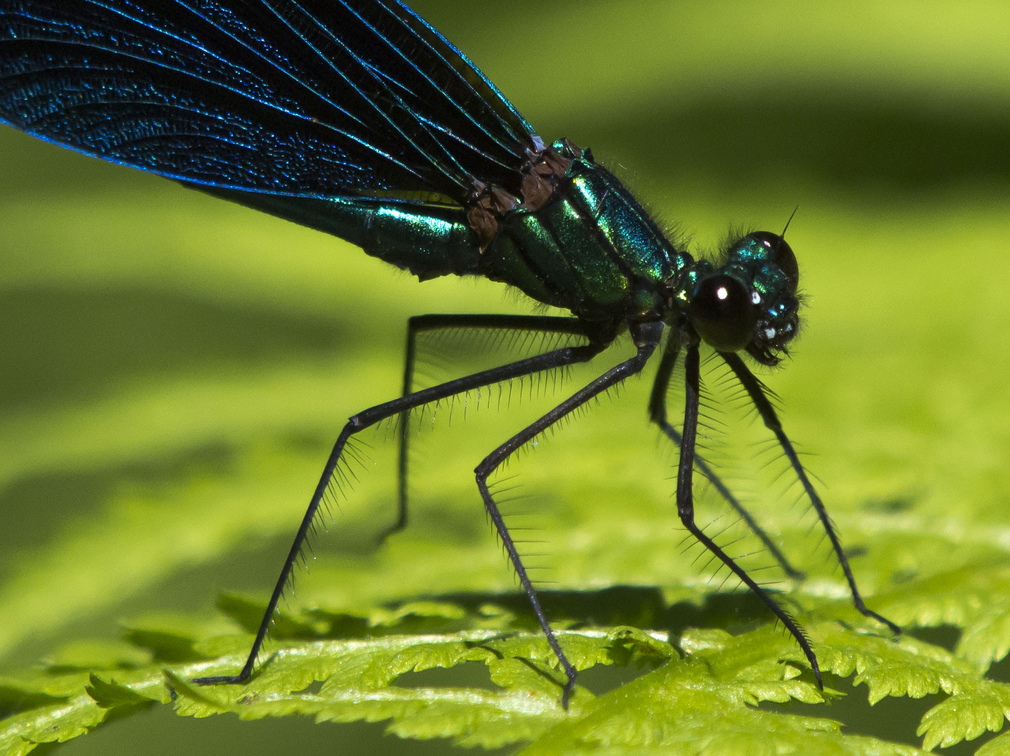 Olympus E-5 sample photo. Calopteryx splendens photography