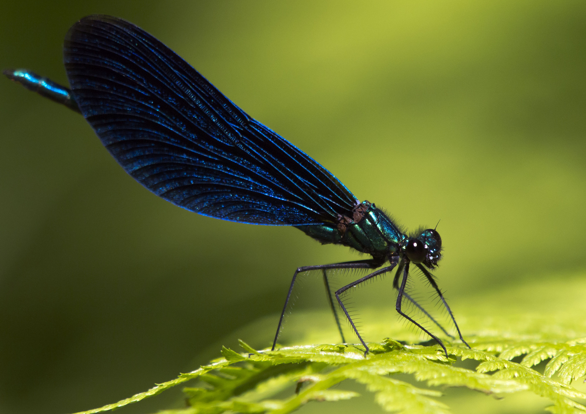 Olympus E-5 sample photo. Calopteryx splendens photography