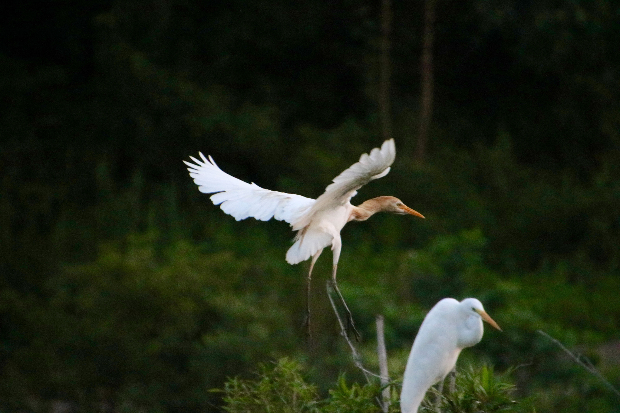 Canon 18-270mm sample photo. Coming to you photography