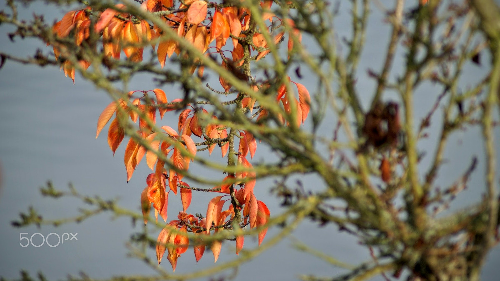 Sony Alpha DSLR-A200 + Tamron Lens (255) sample photo. Reversal photography