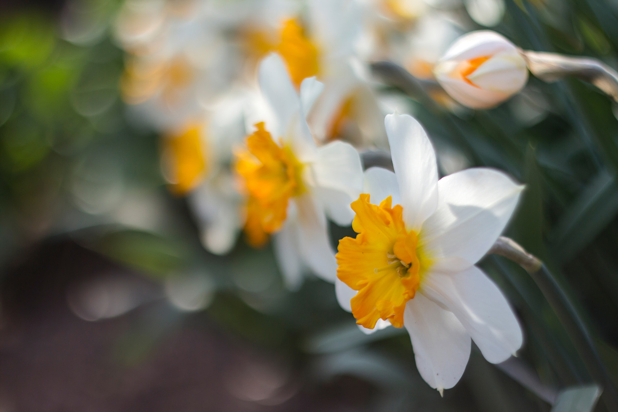 Canon EF 35-80mm f/4-5.6 sample photo. Bcaffborig photography