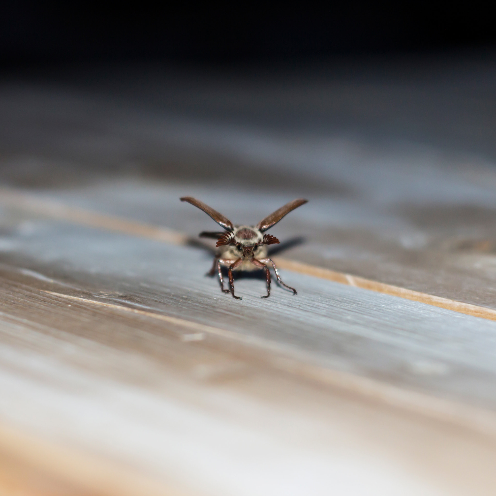 Canon EF 35-80mm f/4-5.6 sample photo. Bbb ecorig photography