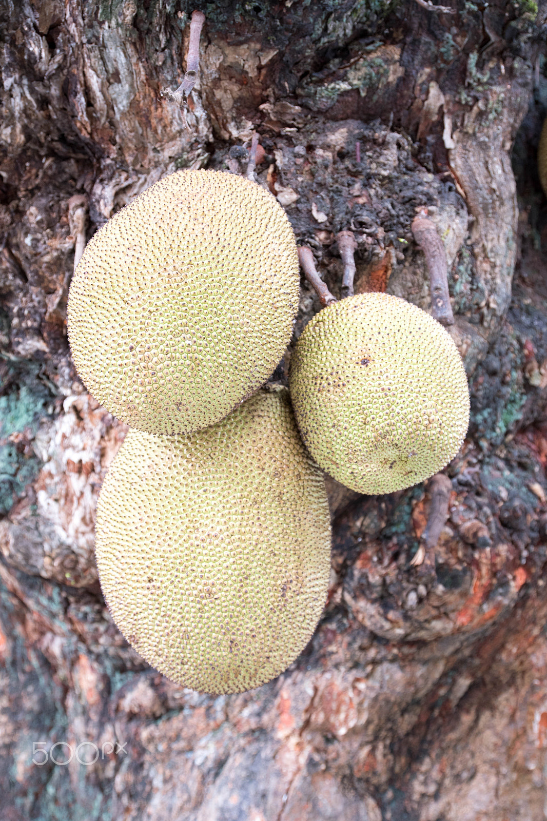 Nikon D500 sample photo. Jackfruit photography