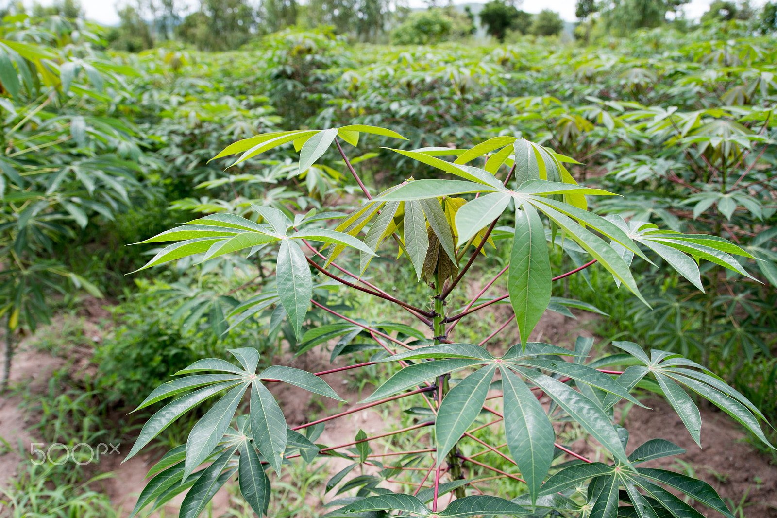 Nikon D500 sample photo. The cassava photography