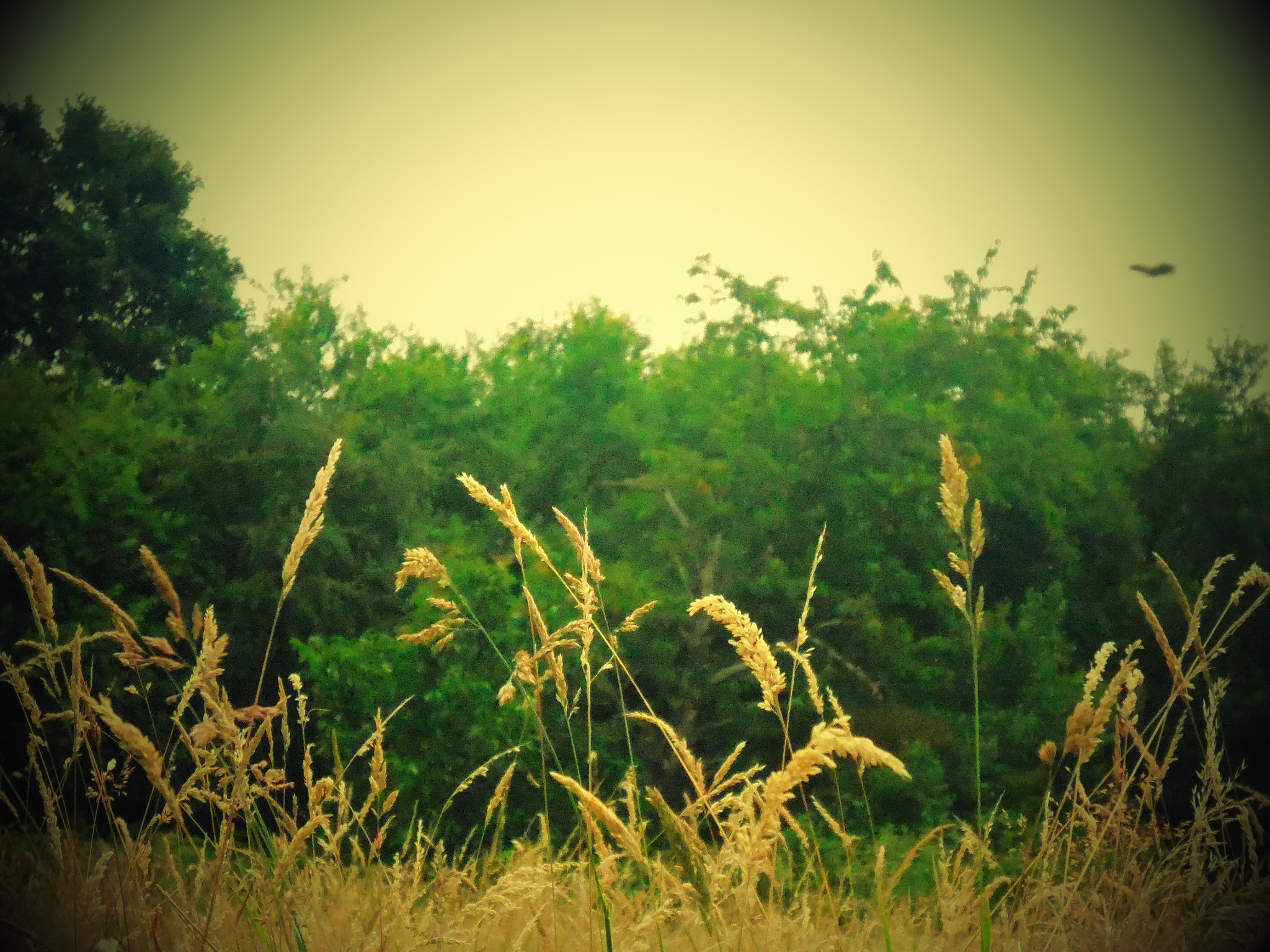 Nikon Coolpix S5200 sample photo. [] photography