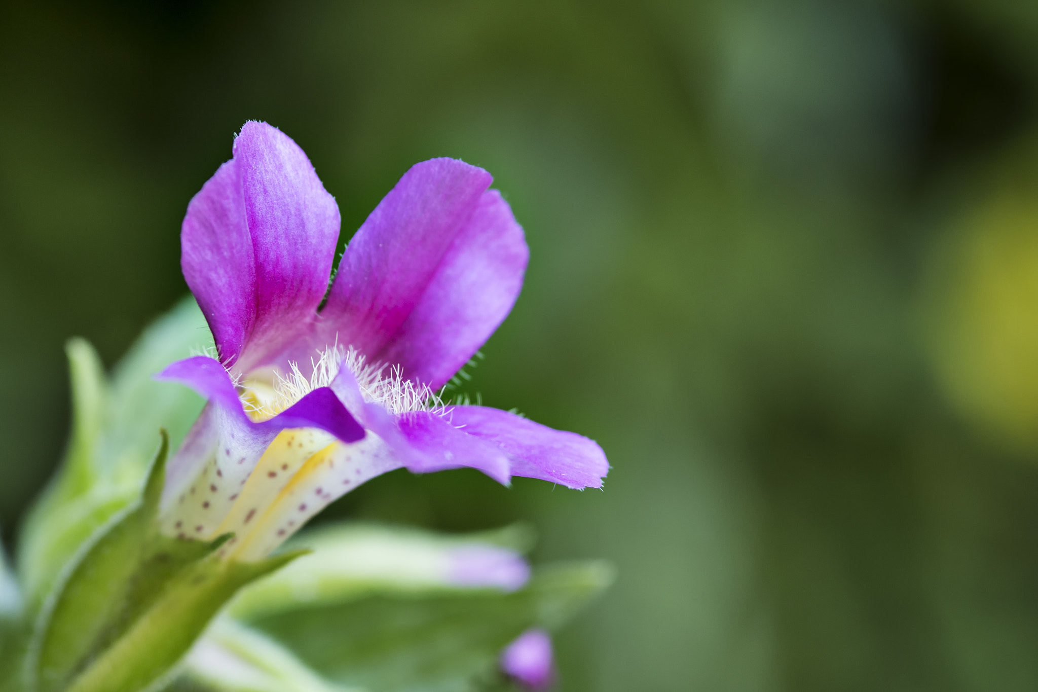 Sigma 105mm F2.8 EX DG Macro sample photo. Lewis's monkeyflower photography