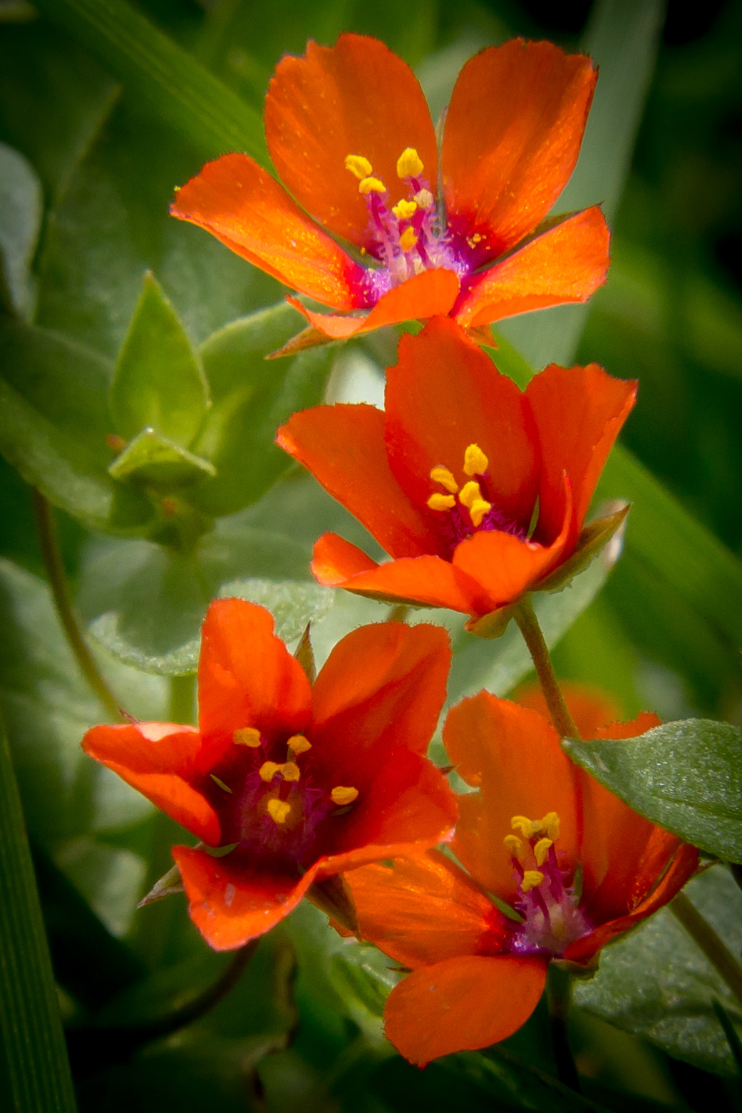 Wildflowers - Scarlet Pimpernel