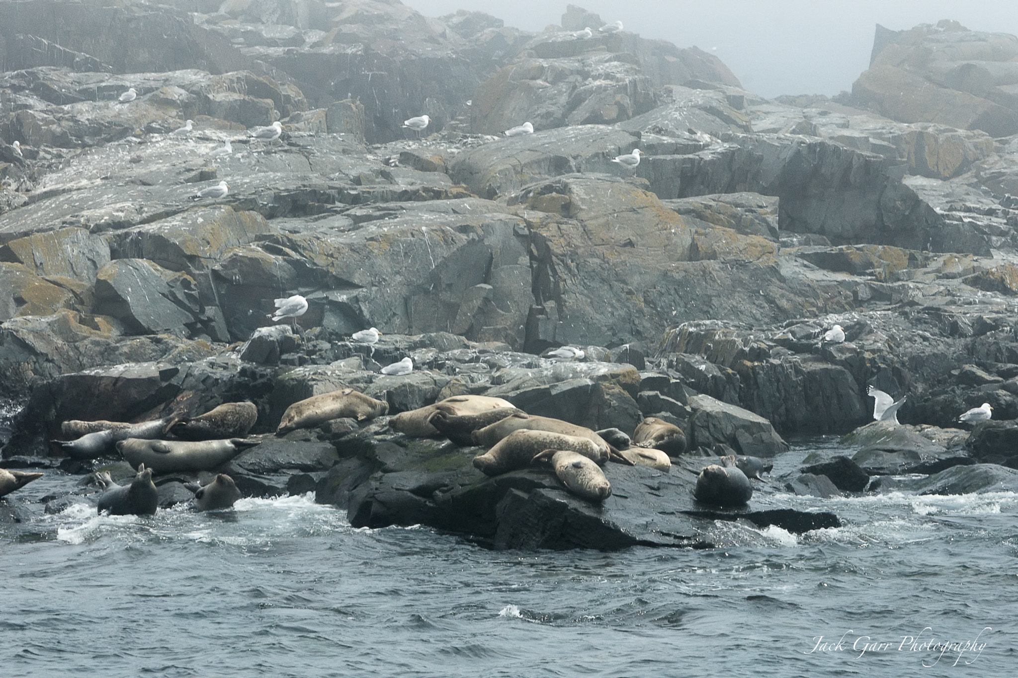 Canon EF 70-200mm F2.8L IS USM sample photo. Seals and sea gulls egg island photography