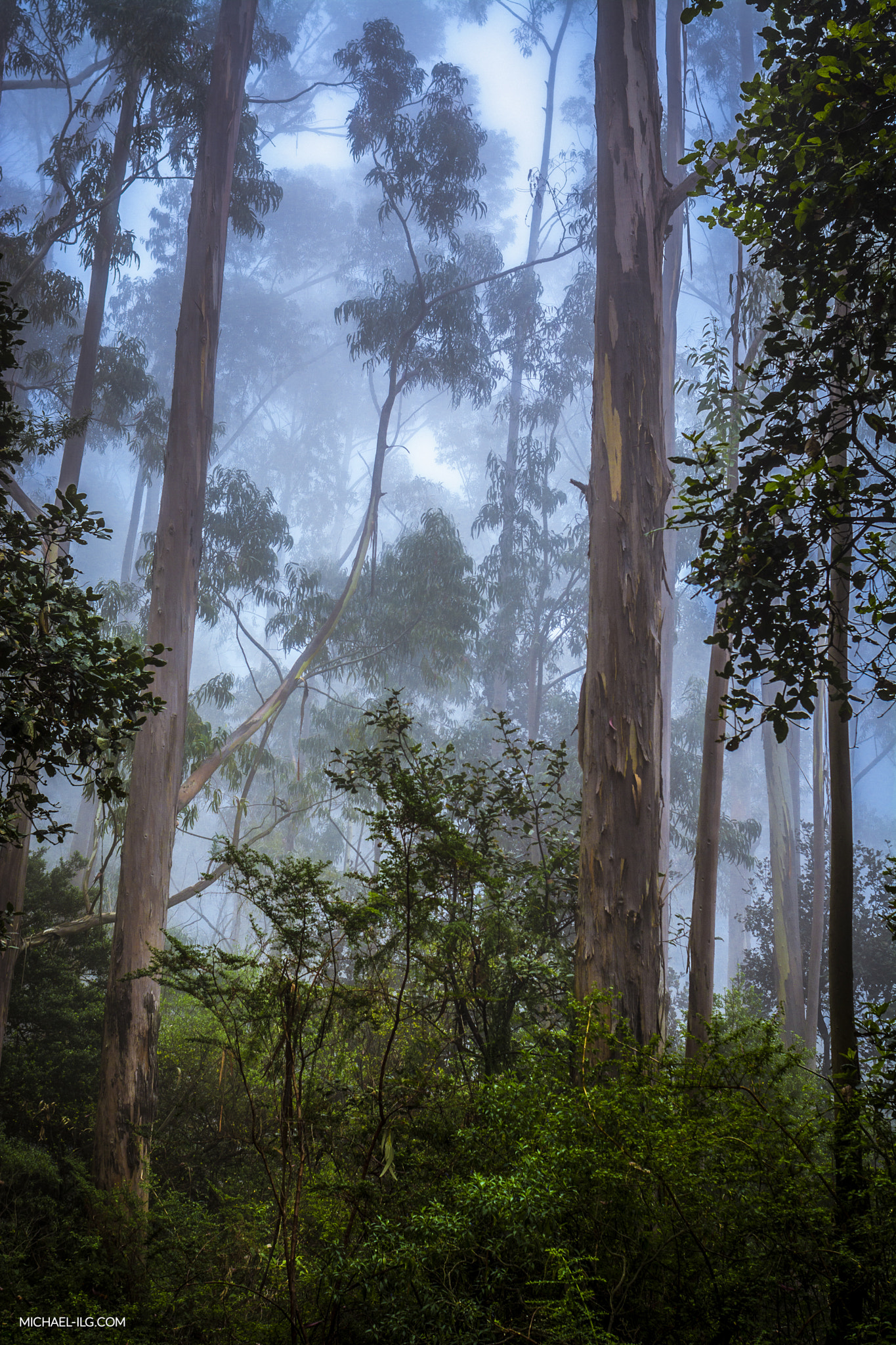 Nikon D7100 + AF Nikkor 28mm f/2.8 sample photo. Dreamy woods photography