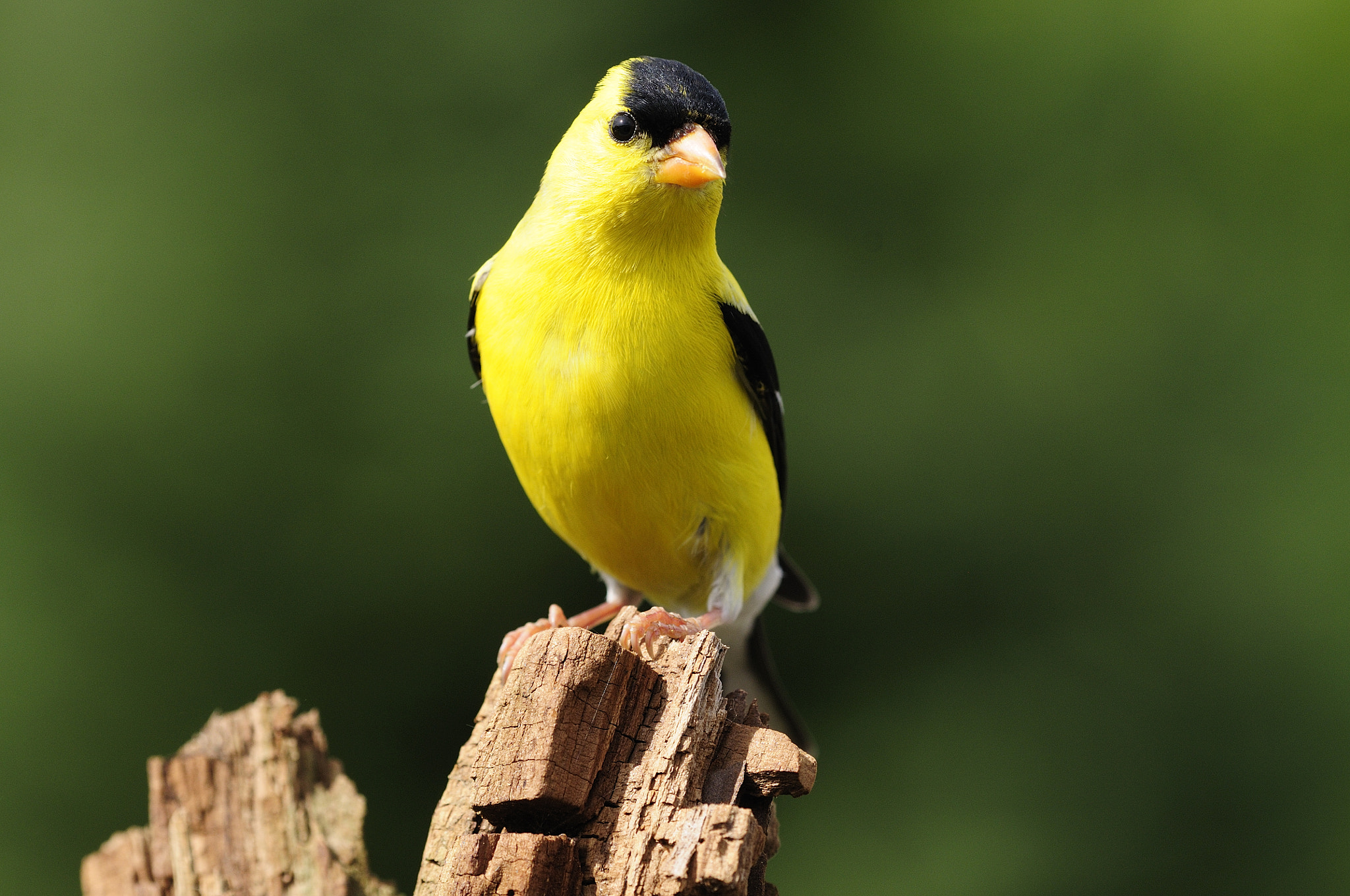 Nikon AF Micro-Nikkor 200mm F4D ED-IF sample photo. Chardonneret jaune spinus tristis american goldfinch photography
