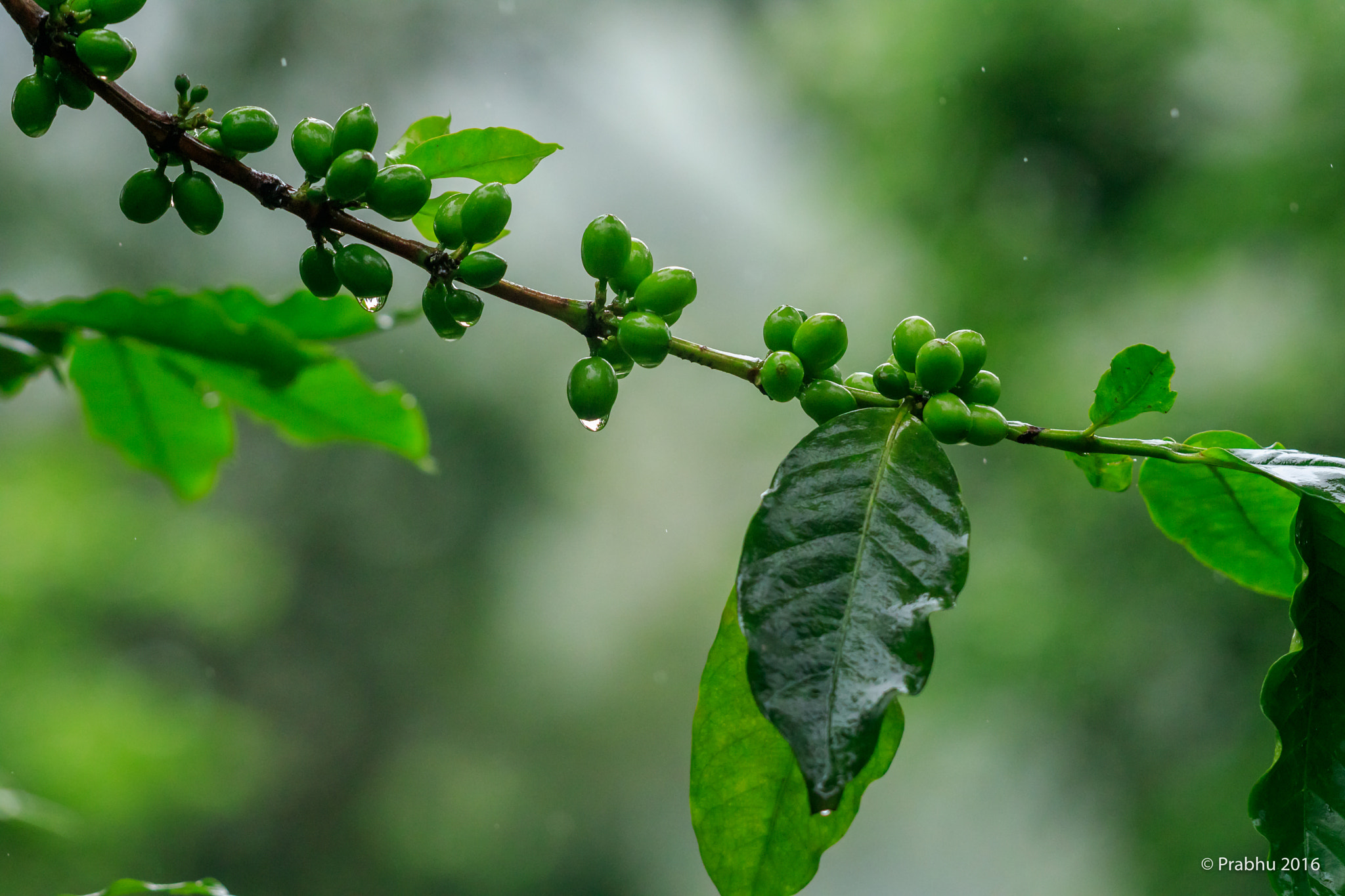 Sigma APO Macro 150mm f/2.8 EX DG HSM sample photo. Coffee dews photography