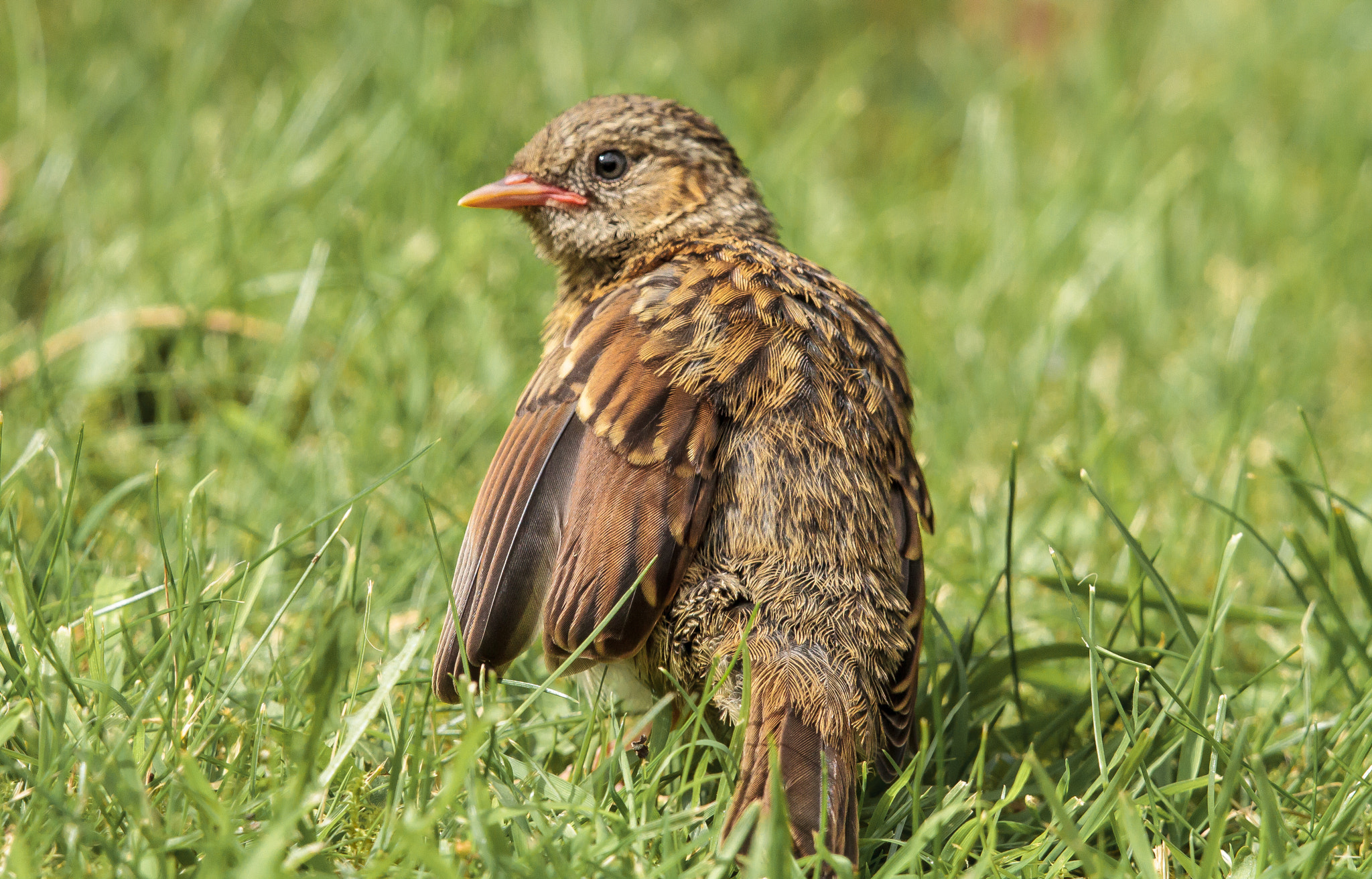 Canon EF 500mm F4L IS II USM sample photo. Dunnock juvenile photography