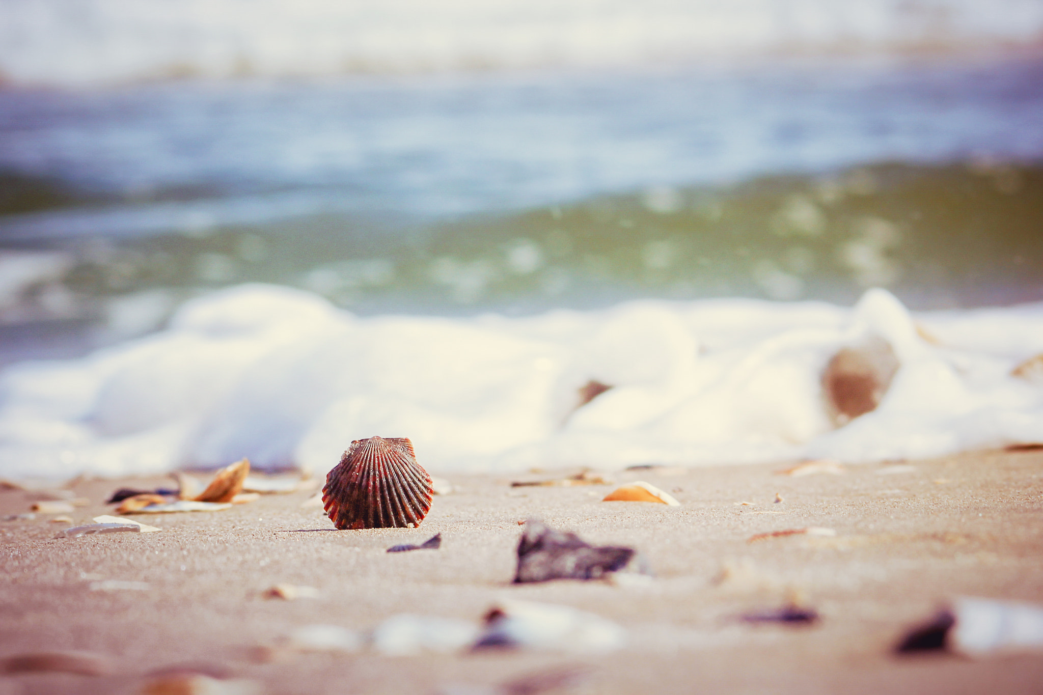 Canon EF 100-300mm F4.5-5.6 USM sample photo. Seashell photography