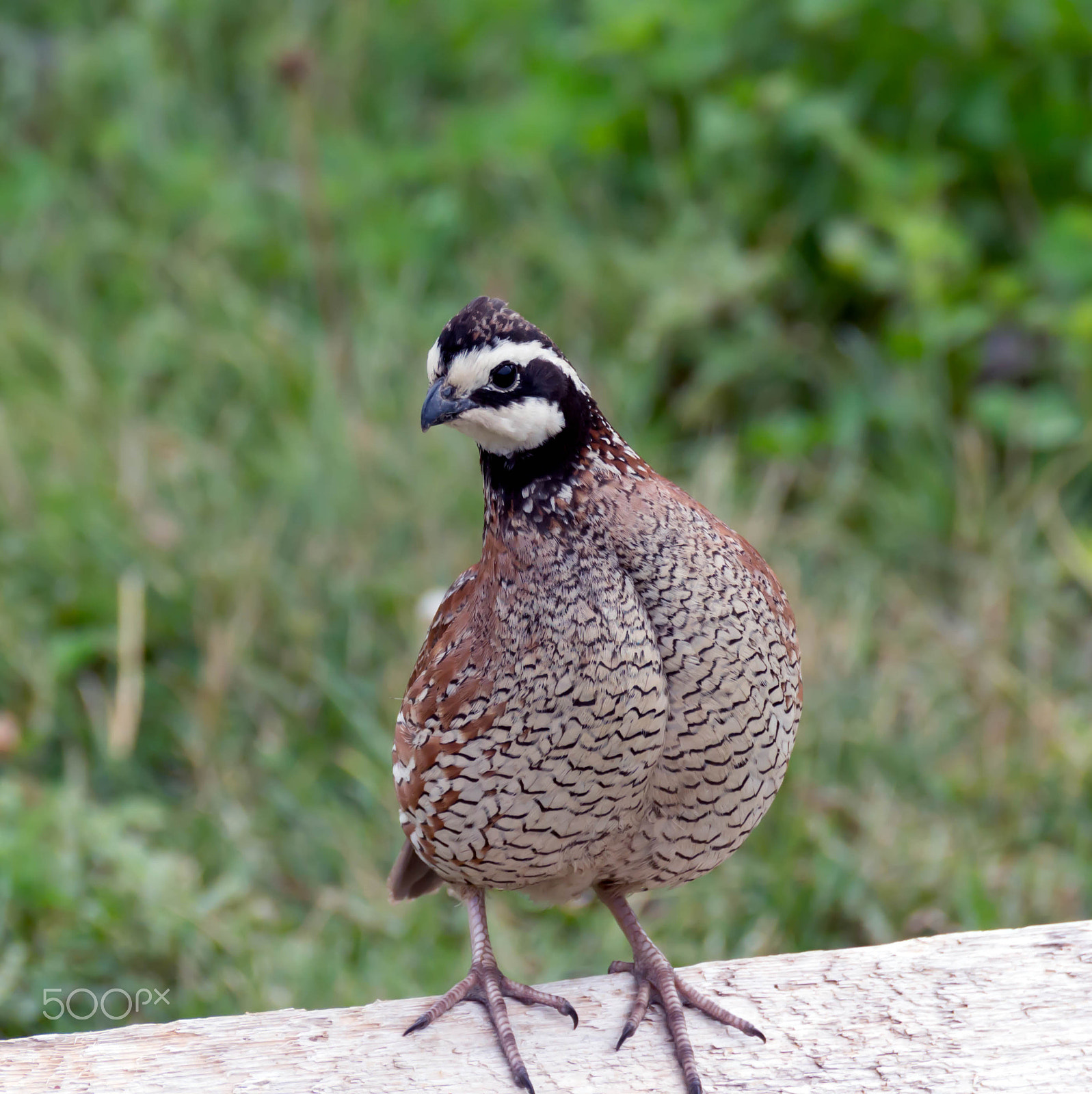 Canon EOS 100D (EOS Rebel SL1 / EOS Kiss X7) sample photo. Northern bobwhite quail photography