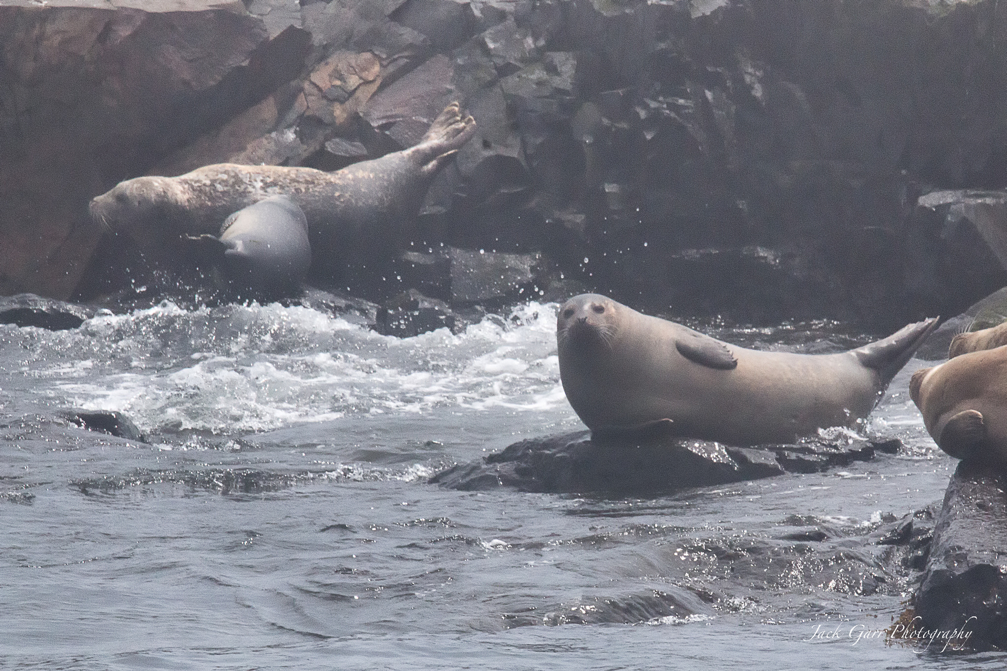 150-600mm F5-6.3 DG OS HSM | Sports 014 sample photo. Seal pup and mom photography