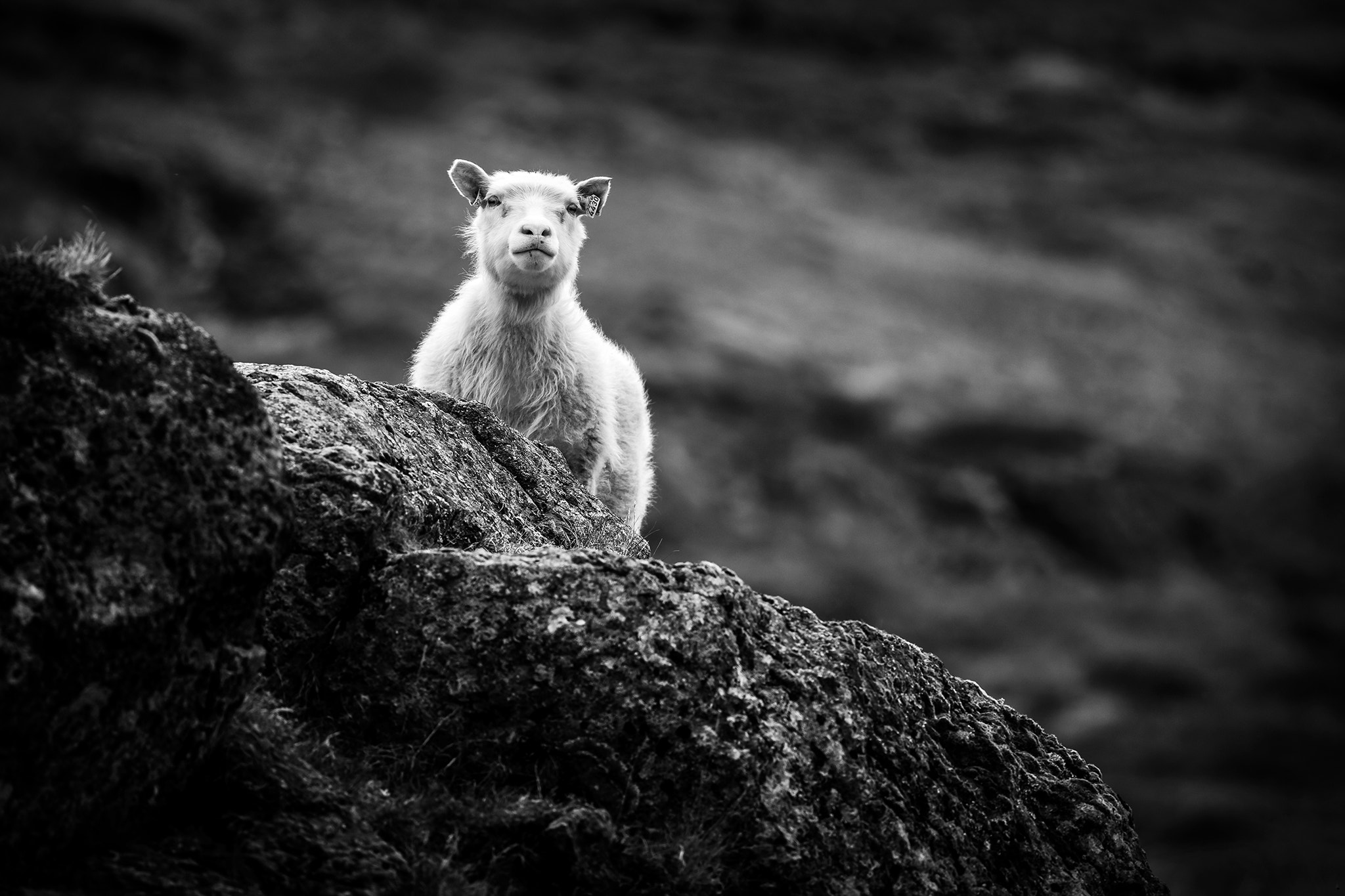 Canon EF 400mm F5.6L USM sample photo. I´m watching you! photography