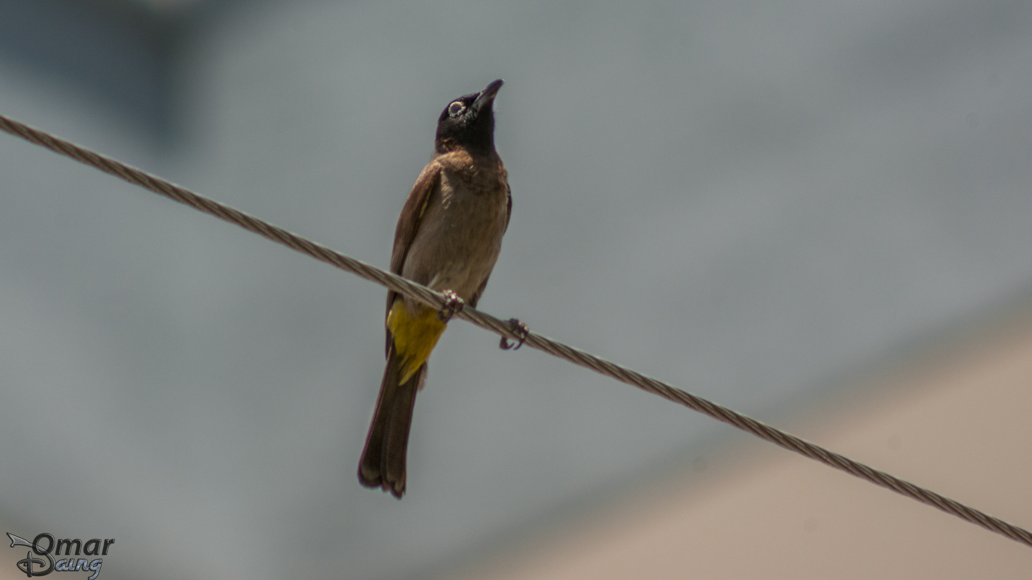 smc PENTAX-FA 80-320mm F4.5-5.6 sample photo. White-spectacled bulbul pycnonotus xanthopygos - arap bülbülü-5 photography