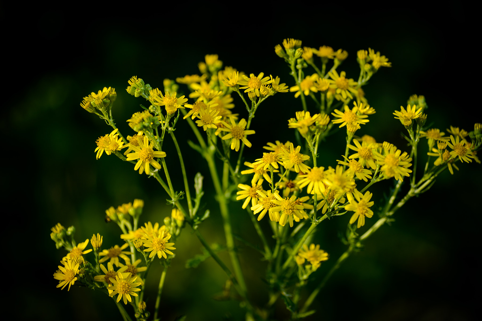 Nikon Df sample photo. Coreopsis photography