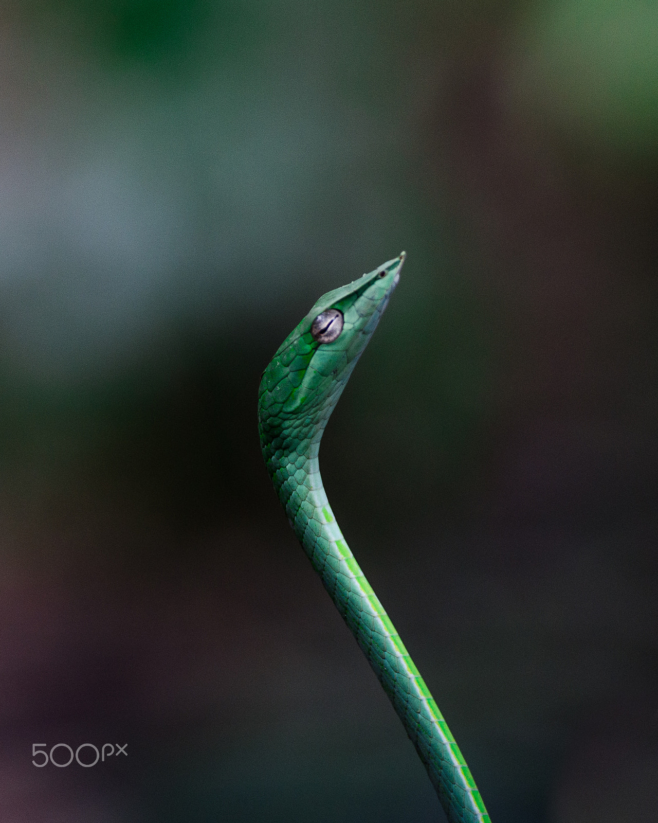 Nikon AF-S Nikkor 70-200mm F2.8G ED VR II sample photo. Green vine snake !! photography