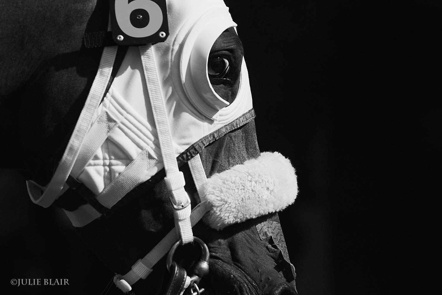 Canon EOS 30D + Canon EF 70-200mm F4L USM sample photo. Race horse, del mar racetrack photography