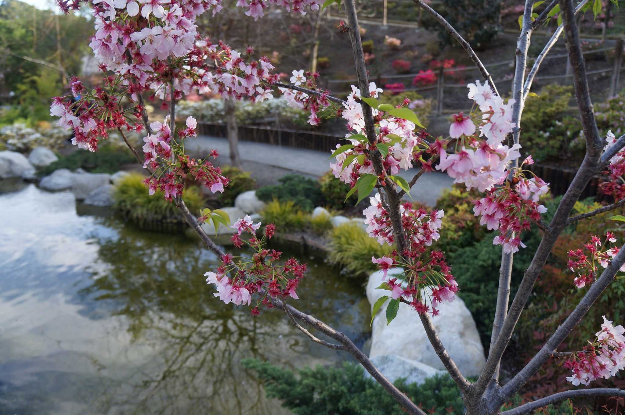 Sony Alpha NEX-F3 + Tamron 18-200mm F3.5-6.3 Di III VC sample photo. Cherry blossom photography