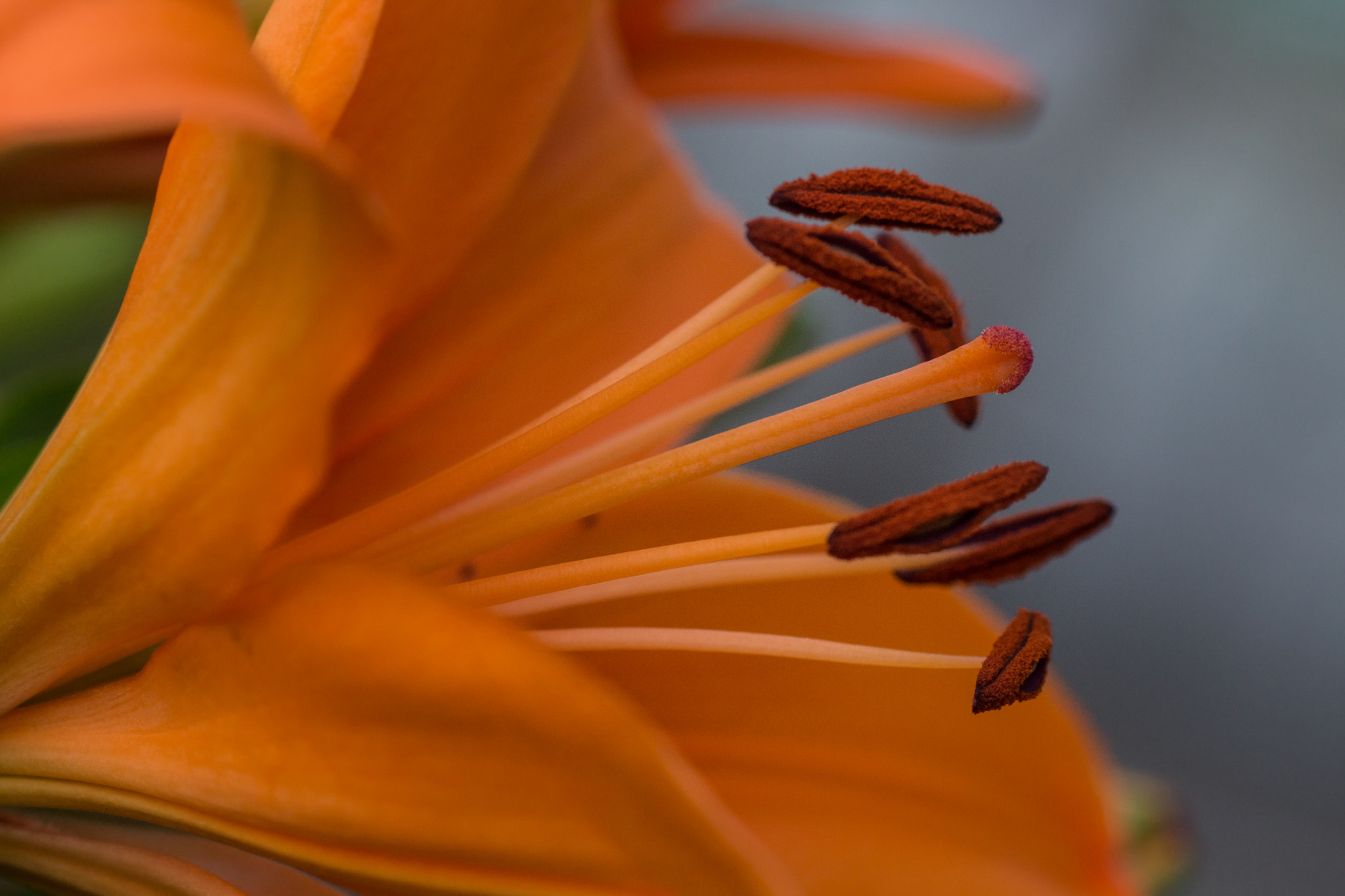 Sony SLT-A77 + Sony 100mm F2.8 Macro sample photo. Lilium. photography