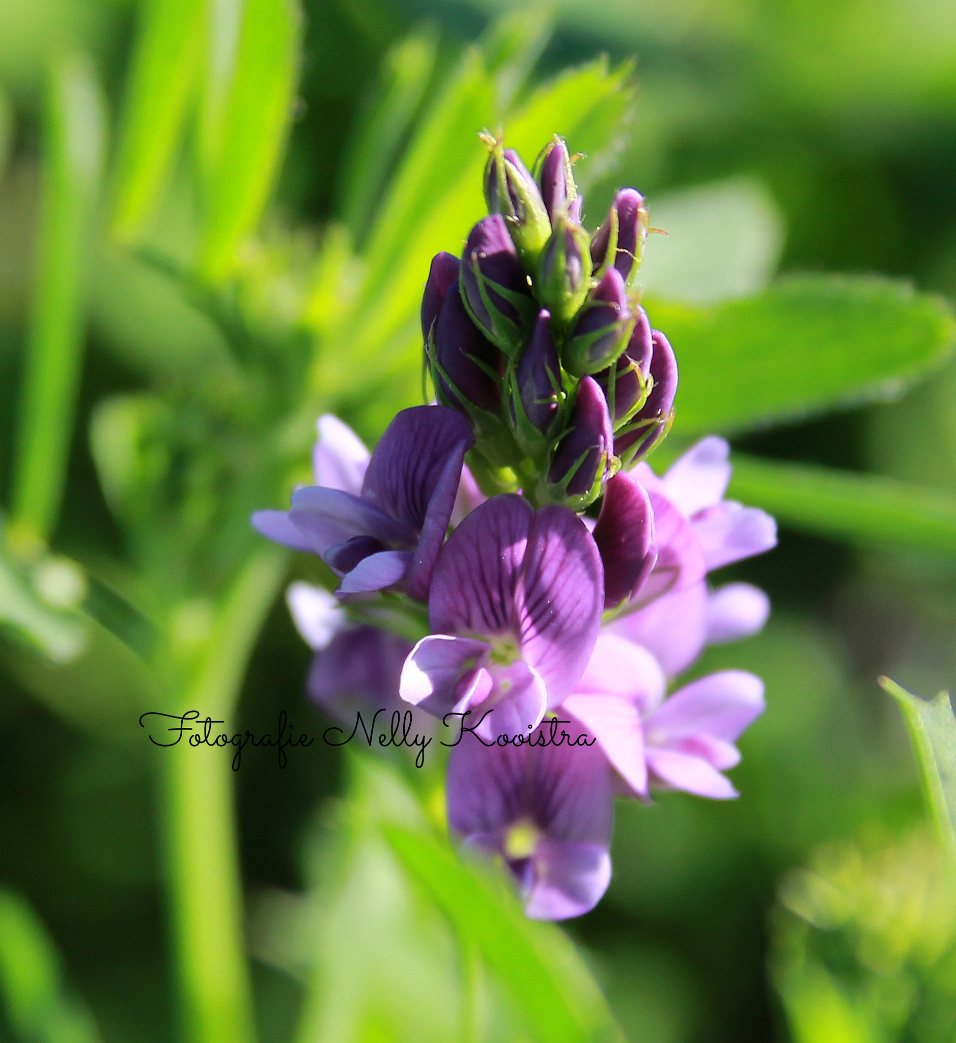 Canon EF-S 18-55mm F3.5-5.6 II sample photo. Flower photography