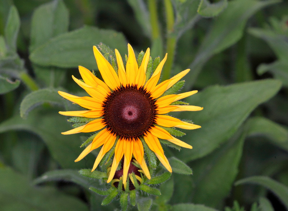 Sigma APO Macro 150mm f/2.8 EX DG HSM sample photo. Flowers photography