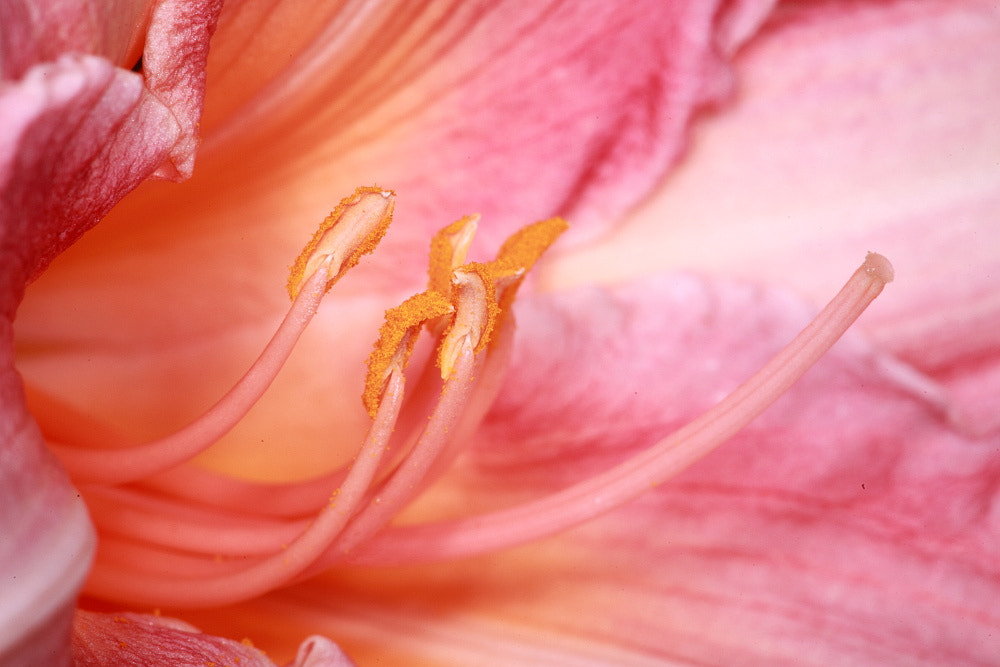Sigma APO Macro 150mm f/2.8 EX DG HSM sample photo. Flowers photography