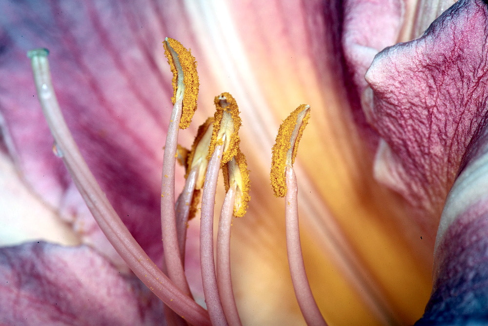 Sigma APO Macro 150mm f/2.8 EX DG HSM sample photo. Flowers photography