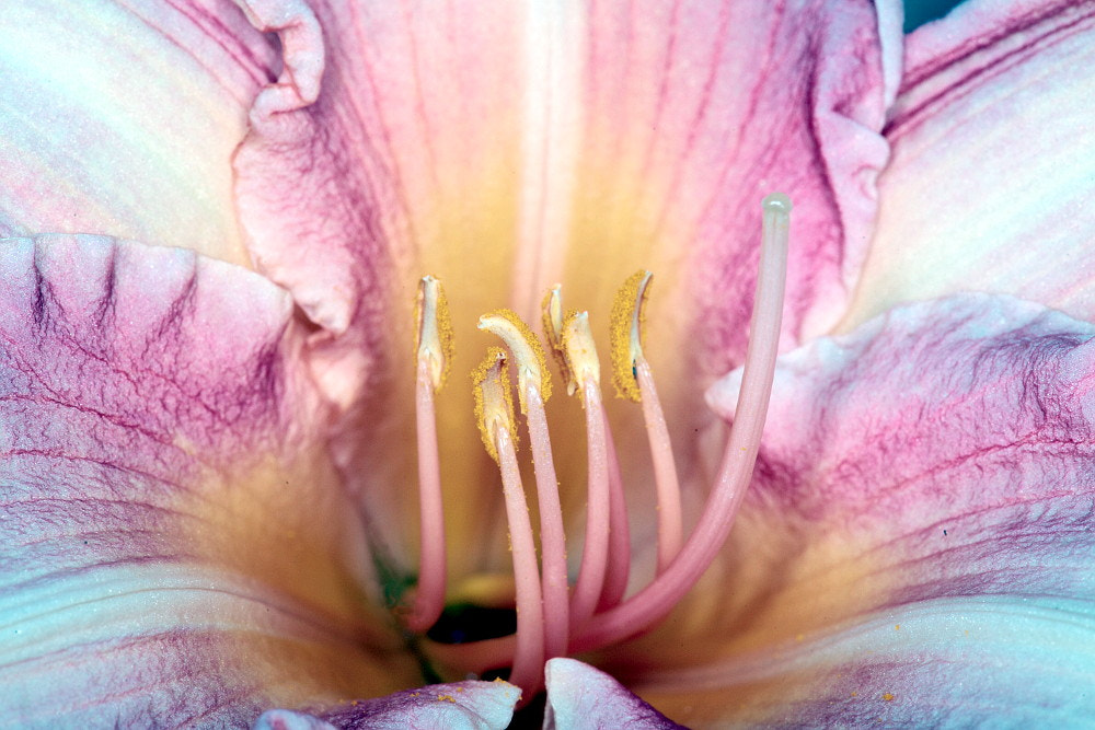 Sigma APO Macro 150mm f/2.8 EX DG HSM sample photo. Flowers photography