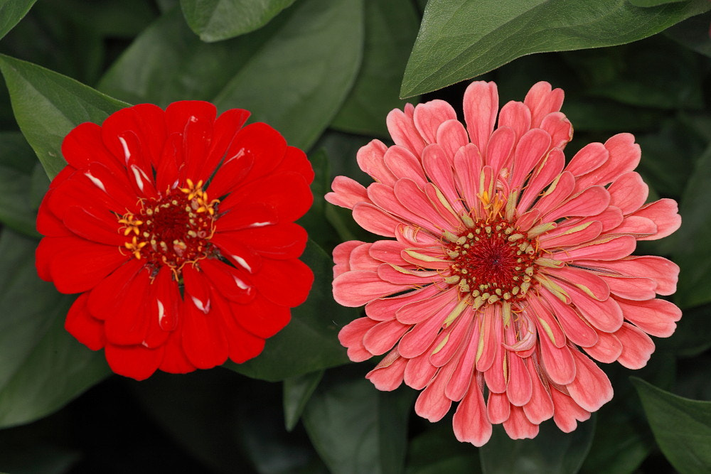 Sigma APO Macro 150mm f/2.8 EX DG HSM sample photo. Flowers photography
