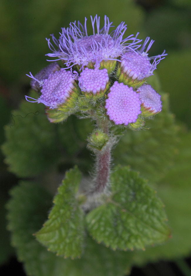 Sigma APO Macro 150mm f/2.8 EX DG HSM sample photo. Flowers photography