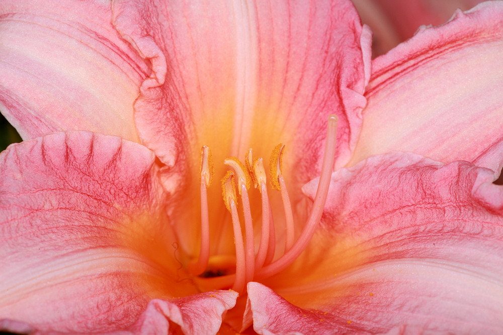 Sigma APO Macro 150mm f/2.8 EX DG HSM sample photo. Flowers photography