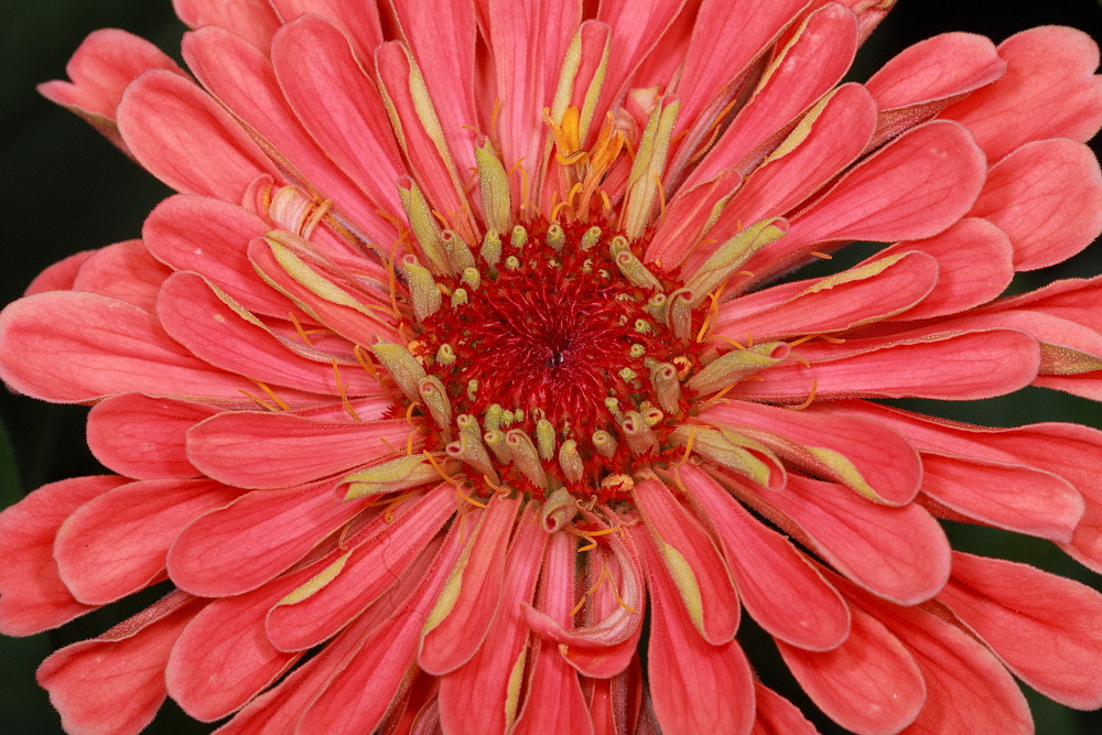 Sigma APO Macro 150mm f/2.8 EX DG HSM sample photo. Flowers photography